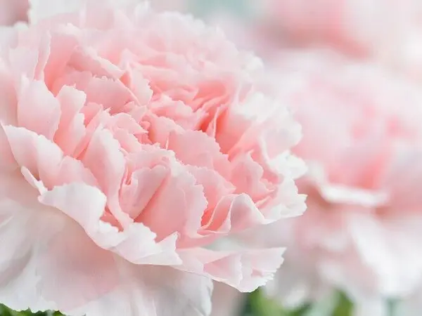 carnation