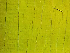 chartreuse
