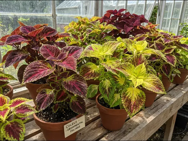 coleus