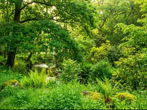 green