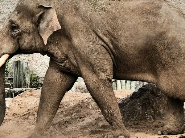 pachyderm