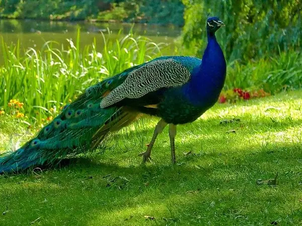 peacock